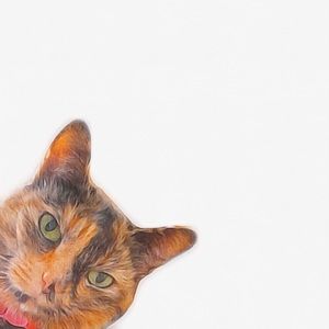 Meet your Posher, Chad